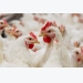 New molecule unveiled to improve poultry gut health