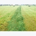 Cutting silage? Here’s how to make the neighbours jealous with your quality silage