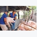 Vietnamese pig farmers losing to foreign rivals on home soil