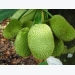 Kỹ Thuật trồng cây mít Tứ quý cho quả ngọt lịm, mang lại kinh tế cao