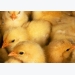 Facial recognition, robotics to aid chick vaccination