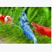 ky-thuat-nuoi-tep-canh-trong-be-kinh-sac-mau-ruc-ro-ngam-ca-ngay-khong-chan