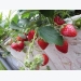 Kỹ thuật trồng và chăm sóc dâu tây tại nhà cho trái chín đỏ mọng