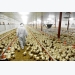 Vacuum coating could help hike fat level in broiler feed