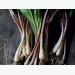 Cropped: How to Grow Ramps