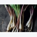 Cropped: How to Grow Ramps