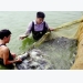 Bền vững như nuôi cá rô phi VietGAP