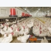 Grants to explore poultry yield, heat stress resistance