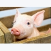 Organic acid blends enhance growth performance in piglets: study