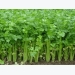Kỹ thuật trồng rau mùi tây đơn giản cho năng suất cao