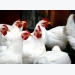 Enzyme package may boost value of emerging chicken feedstock