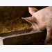 Diet quality, supplement combinations, later weaning may boost development in pigs