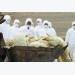 South Korea confirms H5N6 bird flu at duck farm