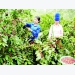 Awakening the world to Son La coffee brands