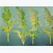Other carrot leaf diseases