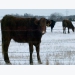 Cow/calf producers should estimate winter feed needs