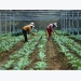 ADB financing to help improve agricultural productivity