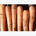 Carrot root diseases