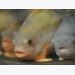 Lumpfish threatened by salmon sector