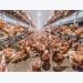 Disease challenges of cage-free egg production