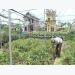 Ninh Bình farms go high-tech