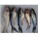 Channel Catfish Virus Disease (CCVD)