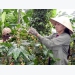 Vietnam expects to export 1.7 mln tonnes of coffee this year