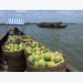 Tiền Giang star apples set for export to the US