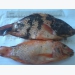 Cải thiện di truyền hỗ trợ tăng trưởng cá rô phi đỏ ở Ai Cập