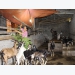 Goat farming model in Cao Duong commune proves effective
