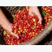 Cà phê châu Á: Giá cà phê nội địa Việt Nam ở mức thấp hơn