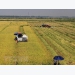 Northern localities work hard to improve rice productivity