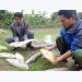 Nông dân Nghệ An nuôi thành công cá chép giòn
