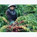 Vietnam’s coffee exports jump to record high of 1.8 million tonnes