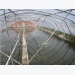 Regional authorities in China move to close 40,000 shrimp ponds