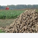 Tips for feeding livestock agro-industrial waste