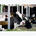 Hiệu quả chăn nuôi bò sữa nhìn từ góc độ hệ thống giống