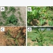 Making Cucurbitaceae weed-control easier