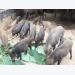 Cả làng thả nuôi lợn rừng Thái Lan, hàng năm mỗi hộ thu hàng trăm triệu đồng