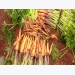 Bón NPK-S Lâm Thao cho cây cà rốt
