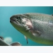 Yeast-protein use may provide fishmeal alternative for trout feeds