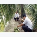 “Tỷ phú” trồng dừa xiêm xanh ở TP. Bến Tre