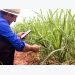 Feeding highly digestible sugarcane silage may improve cattle intake, rumen passage