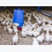 Activity level of broilers decreases as birds age