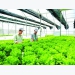 Japanese boost investment in Vietnamese agriculture