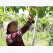 Ninh Thuận farmers grow more foreign grape varieties