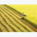 VN gets help with rice cultivation