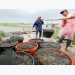 Price of raw material shrimp rise again