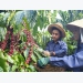 MoIT seeks ways to boost coffee exports