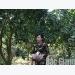 Luc Ngan green skin pomelo enjoys high price